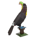 ME1020 Keel-billed Toucan